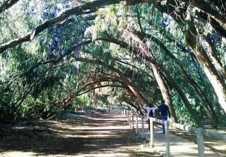 New Build - Bungalow -
Torrevieja - Altos del Sol