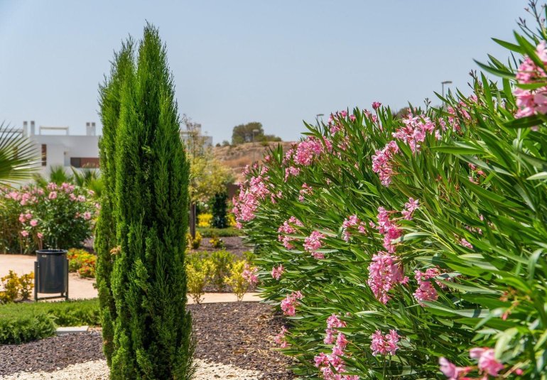 Rynek Pierwotny - Bungalow -
Orihuela - Vistabella Golf